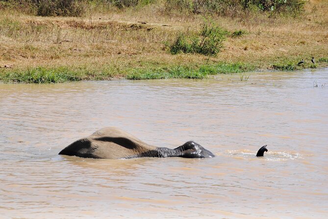 Udawalawe Elephant Safari: 3h Jeep Adventure (All Inclusive) - What to pack for a comfort-first elephant day