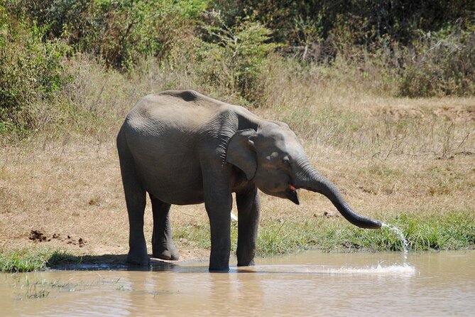 Udawalawe Elephant Safari: 3h Jeep Adventure (All Inclusive) - Elephant Transit Home (ETH): rescued babies and the milk routine