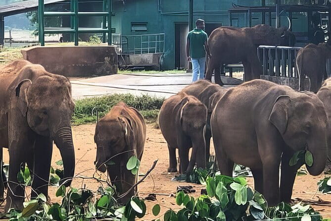 Udawalawe Elephant Safari and Orphanage Tour Shore Excursions - Elephant Transit Home (ETH): why the feeding programme is the emotional center
