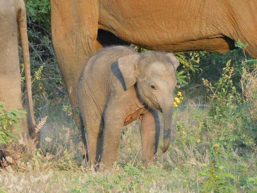 Udawalawe Elephants Safari Tour from Hambantota port - Key things I’d plan around