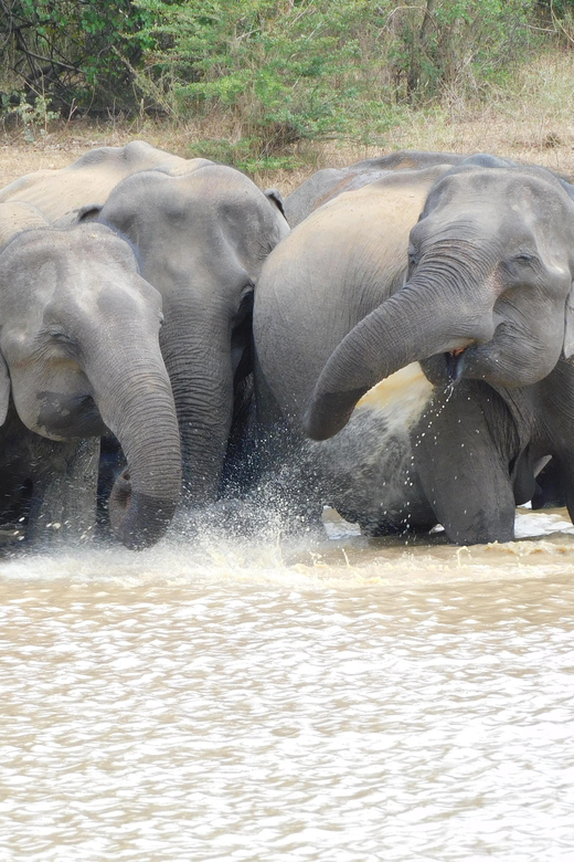 Udawalawe Elephants Safari Tour from Hambantota port - Practical tips to get the best day out of Udawalawe