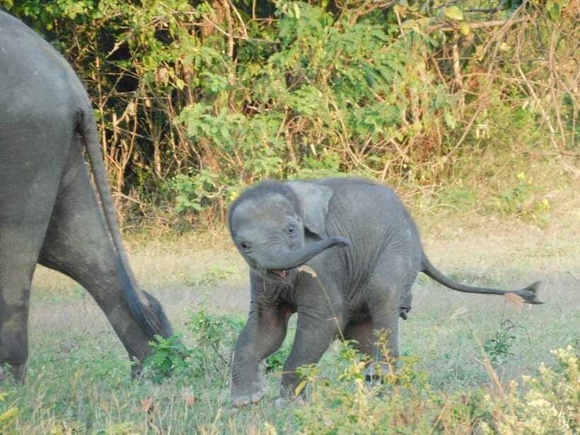 Udawalawe Elephants Safari Tour from Hambantota port - Elephants orphanage visit, why it’s part of the same story