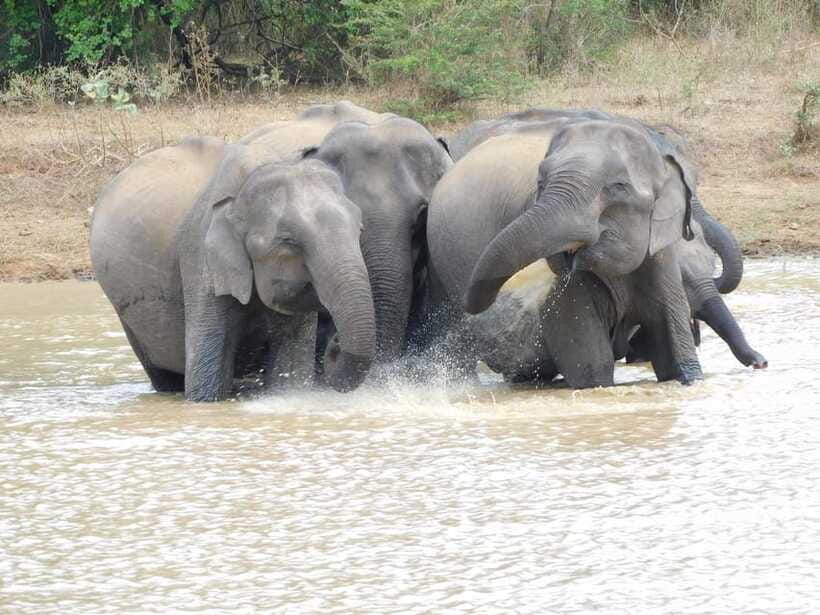 Udawalawe Elephants Safari Tour from Hambantota port - Who this tour is best for