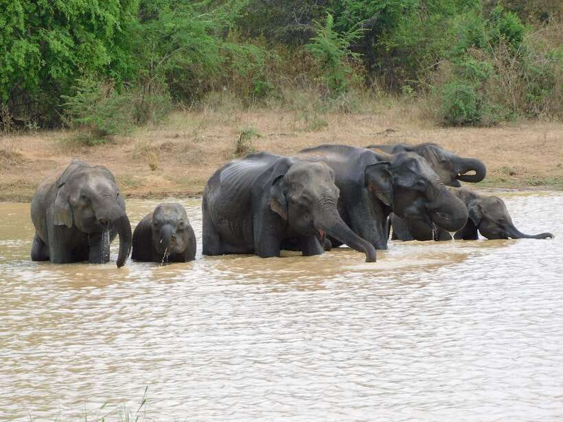 Udawalawe Elephants Safari Tour from Hambantota port - Getting from Hambantota port to the park without the stress