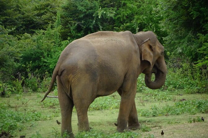 Udawalawe Jeep Safari - Key Highlights to Know Before You Go