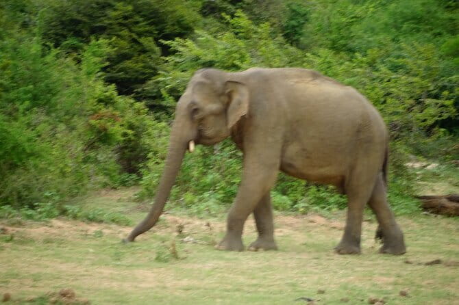 Udawalawe Jeep Safari - The 4-Hour Safari Flow: What Happens Once You Enter the Park