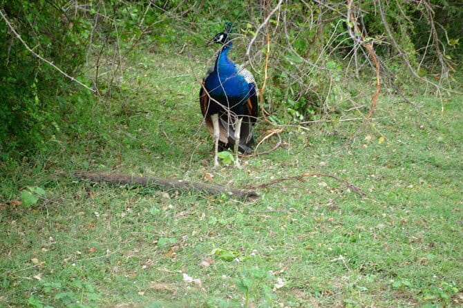 Udawalawe Jeep Safari - Pickup, Ticket Redemption, and Where You Start