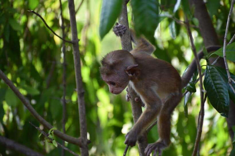 Udawalawe National Park: 4-Hour Safari Tour - Elephant time: the best way to maximize close sightings