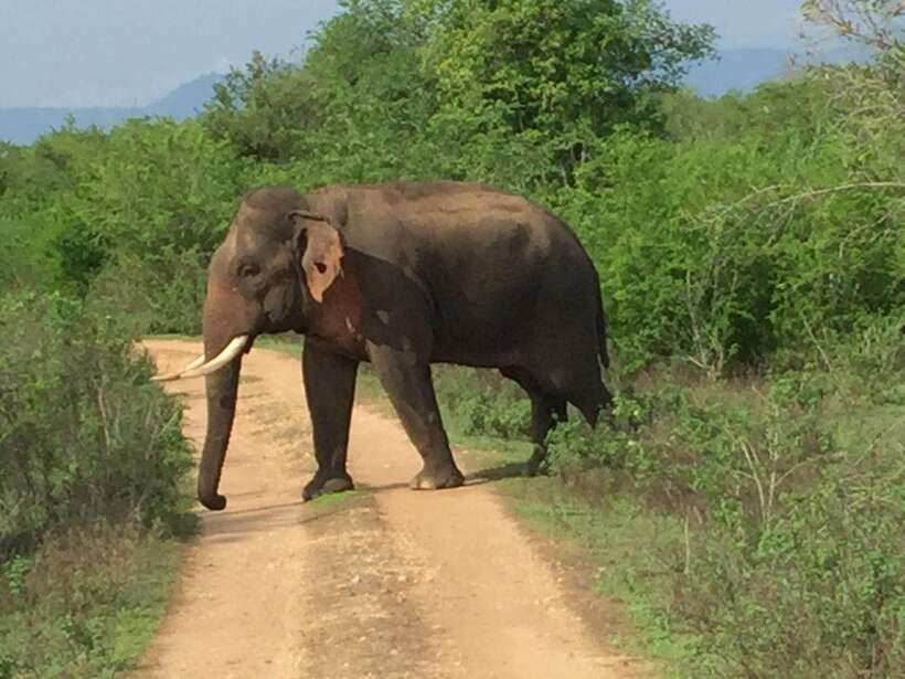 Udawalawe National Park: 4-Hour Safari Tour - Birds and endemics: a safari that works for bird lovers