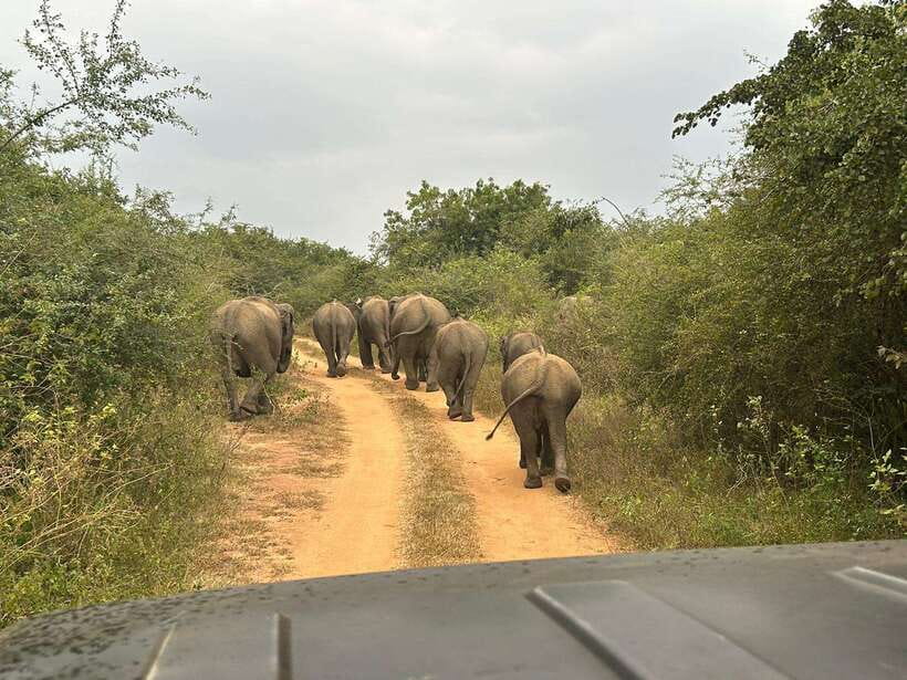 Udawalawe National Park: 4-Hour Safari Tour - Price and value: is $29 a smart deal here