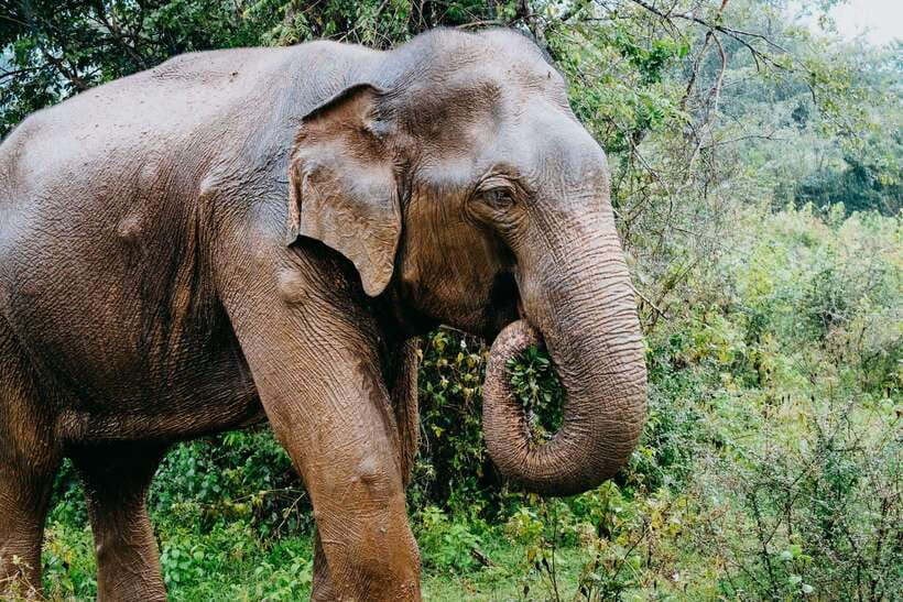 Udawalawe National Park: 4-Hour Safari Tour - What to bring, what rules to follow, and how to stay comfortable