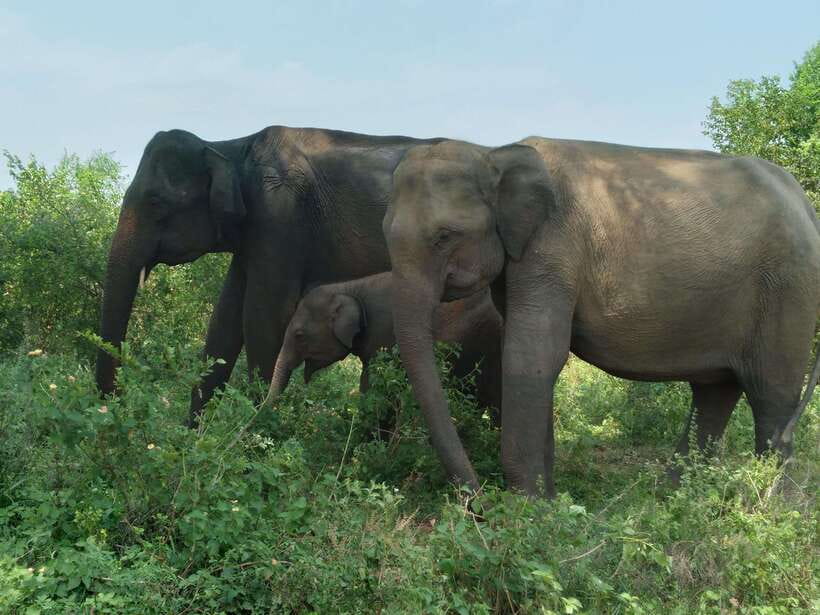 Udawalawe National Park: 4-Hour Safari Tour - Hotel pickup in Udawalawe and the English driver-guide advantage