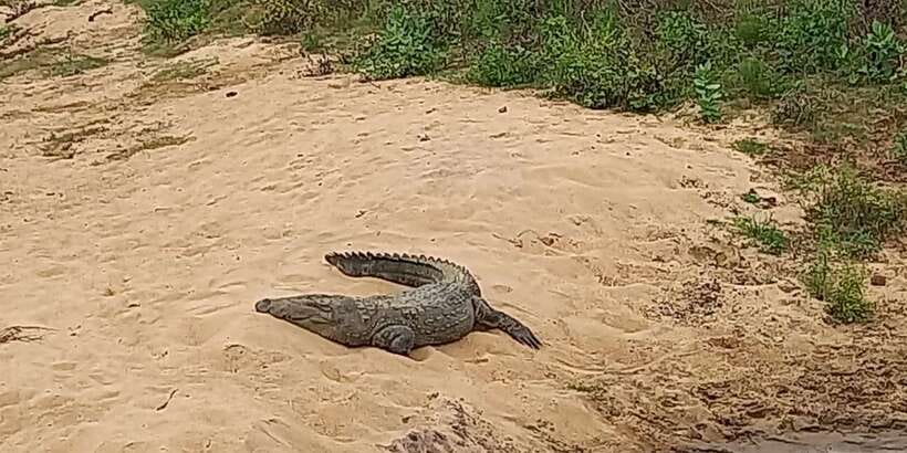 Udawalawe National Park - 7 Hours Private Safari tour - What a full 7-hour safari day feels like inside the park