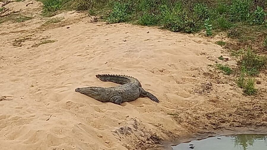 Udawalawe National Park - 7 Hours Private Safari tour - The guide makes or breaks the safari experience