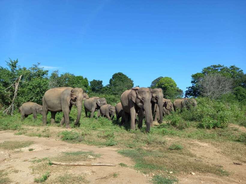Udawalawe National Park: Elephant Safari with Expert Guide - Key highlights that make this safari work