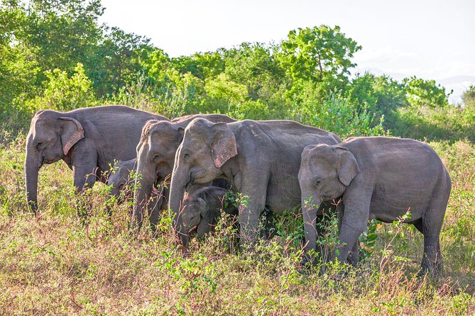 Udawalawe National Park Entrance Ticket with Private Safari - How the driver-tracker approach changes your experience