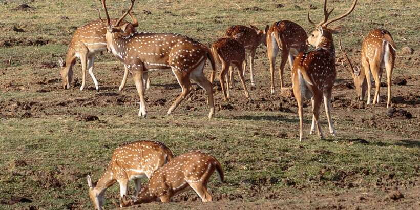 Udawalawe National Park Private Full-Day Safari - Key highlights to watch for