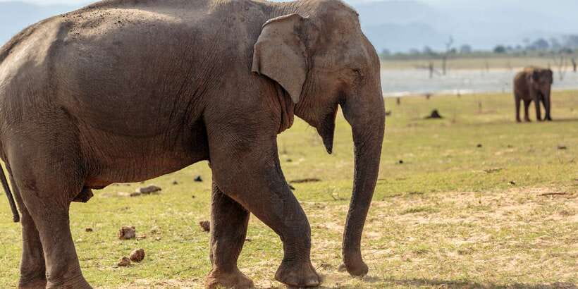 Udawalawe National Park Private Full-Day Safari - Why Udawalawe’s elephant country feels different