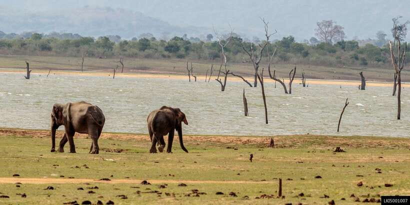 Udawalawe National Park Private Full-Day Safari - Price and value: what you pay for, and what costs extra