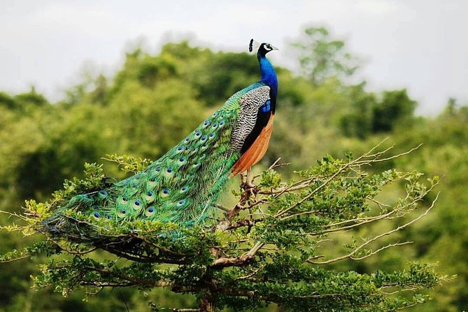 Udawalawe National Park Private Safari - Key Highlights You’ll Care About