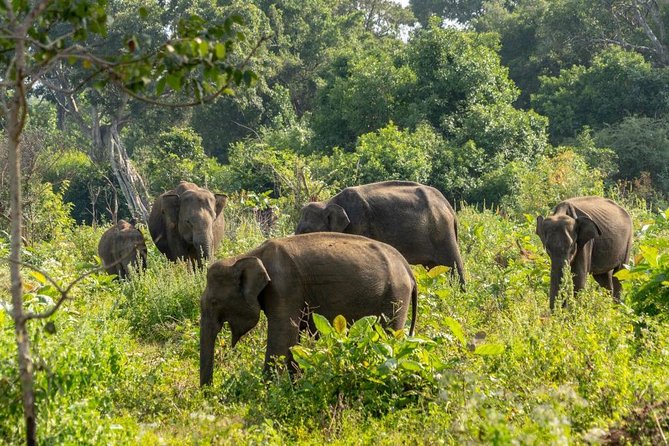 Udawalawe National Park Private Safari - Inside the Safari, Elephants, Water Buffalo, and the Full Wildlife Mix