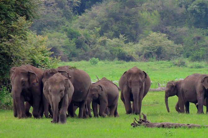 Udawalawe National Park Safari - Key highlights before you go