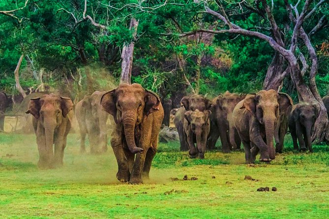 Udawalawe National Park Safari - Morning vs evening: which start time fits your style