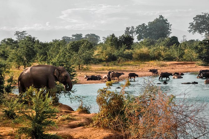 Udawalawe National Park Safari - Price and value: $27 plus the one important add-on