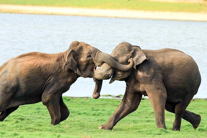 Udawalawe National Park Safari - The biggest watch-out: safety rules around elephants