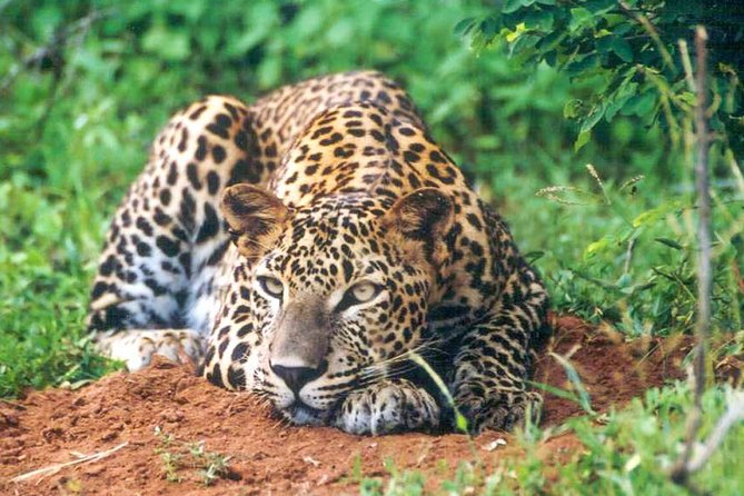 Udawalawe National Park Safari - Why the small jeep and friendly driver-tracker matter