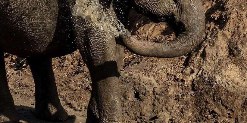 Udawalawe National Park Safari and Elephant Transit Home - Key Things to Know Before You Go