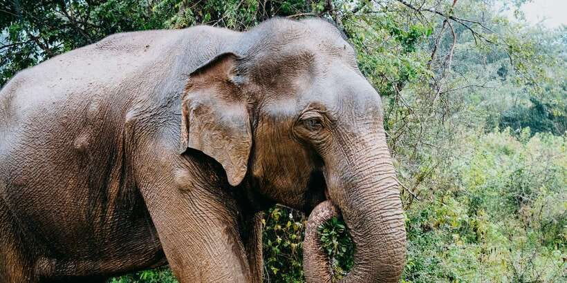 Udawalawe National Park Safari and Elephant Transit Home - Price and Value: $40 Plus Park Entry Tickets