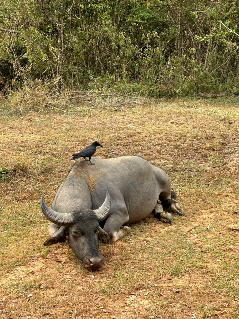 Udawalawe National Park Safari and Elephant Transit Home - FAQ