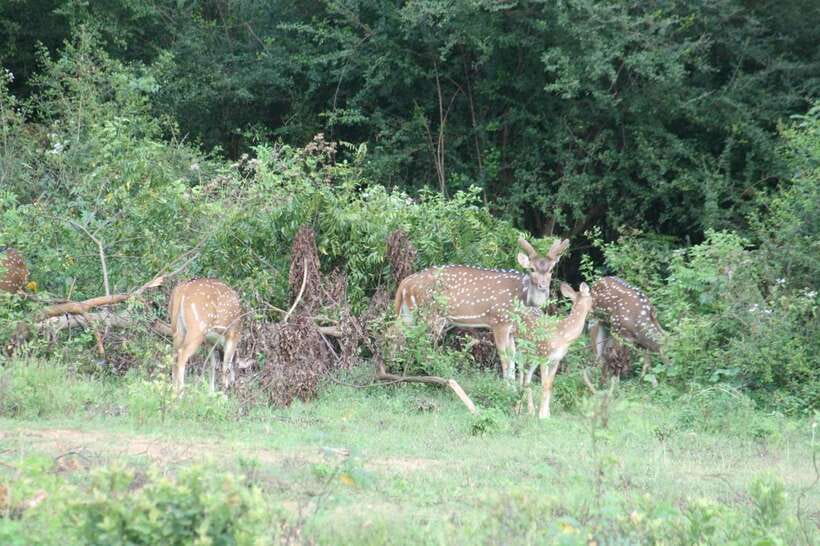 Udawalawe: National park safari & Elephant Transit Home Tour - Key highlights you will actually care about