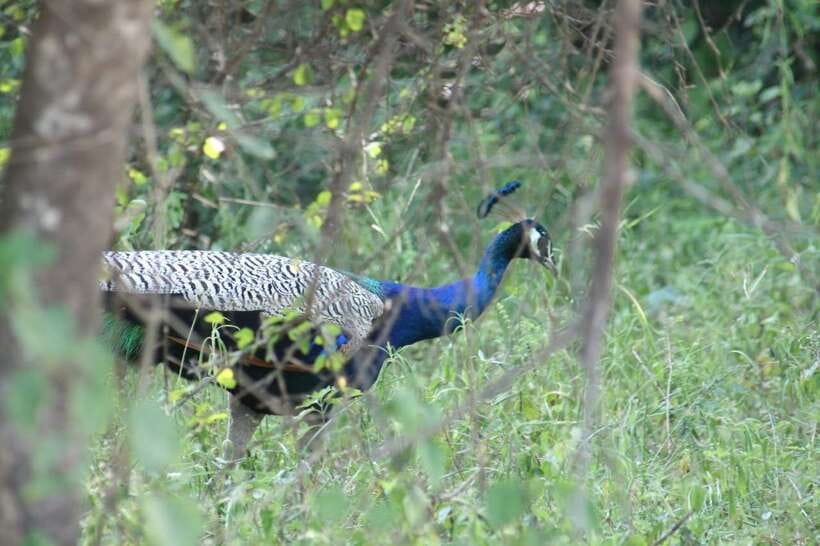 Udawalawe: National park safari & Elephant Transit Home Tour - Udawalawe is built for elephants, but the park is more than that