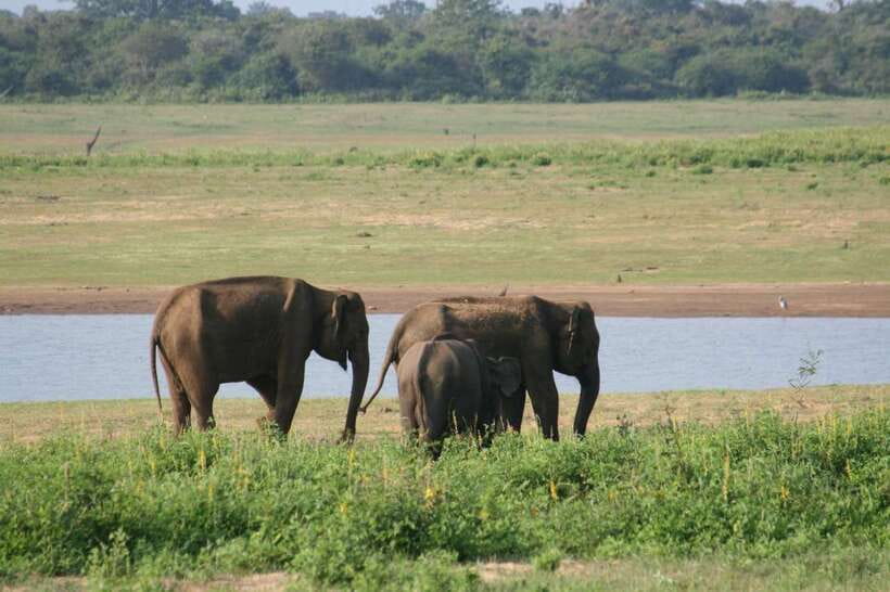 Udawalawe: National park safari & Elephant Transit Home Tour - The guide matters, and Gimhana is the name to remember