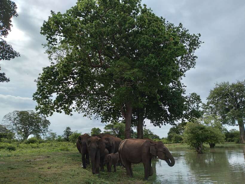 Udawalawe: National park safari & Elephant Transit Home Tour - Elephant Transit Home: how it changes the story of your safari