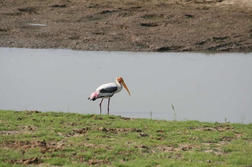 Udawalawe: National park safari & Elephant Transit Home Tour - Price and value: what you are paying for, and what to add