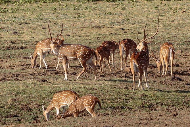 Udawalawe National Park Safari from Bentota - Park entry and the money question you should not skip