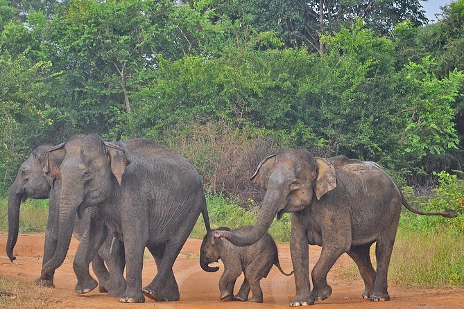 Udawalawe National Park Safari from Bentota - Who this safari day trip suits best