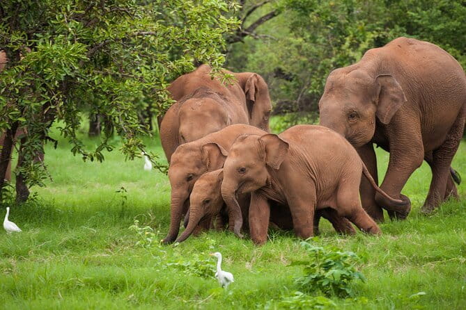 Udawalawe National Park Safari | From Ella - Key highlights you should care about