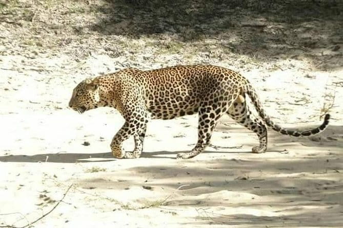 Udawalawe National Park Safari | From Ella - Value for $75: is it a good deal from Ella?
