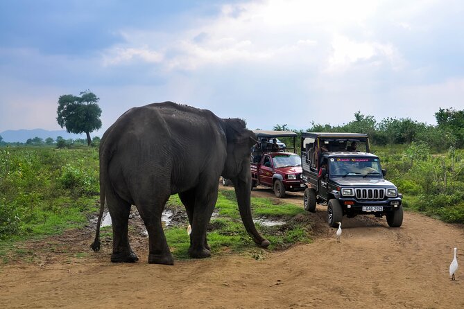 Udawalawe National Park Safari from Galle - The 11:30am Start and How the Day Flows