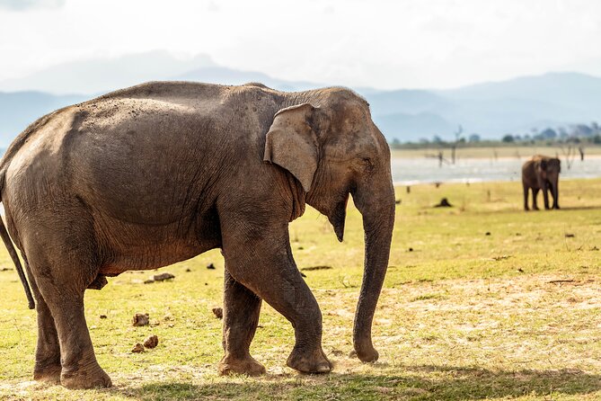 Udawalawe National Park Safari from Galle - The Wildlife You Can Actually Expect (Elephants and Friends)