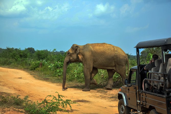 Udawalawe National Park Safari from Galle - Galle Before and After: What You Do With Time
