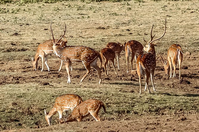 Udawalawe National Park Safari from Galle - What to Bring for an Open-Top Jeep Safari
