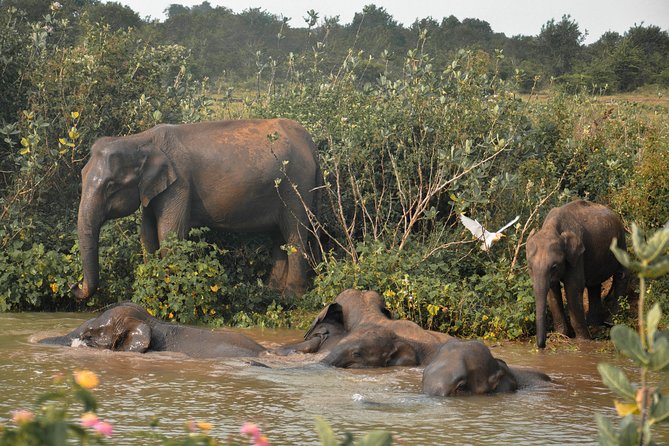 Udawalawe National Park Safari from Mirissa - Wildlife You Can Aim For, Plus How To Watch From The Jeep