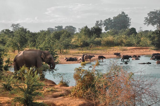 Udawalawe National Park Safari from Weligama - The jeep safari experience: how to get the most from your 3 to 4 hours