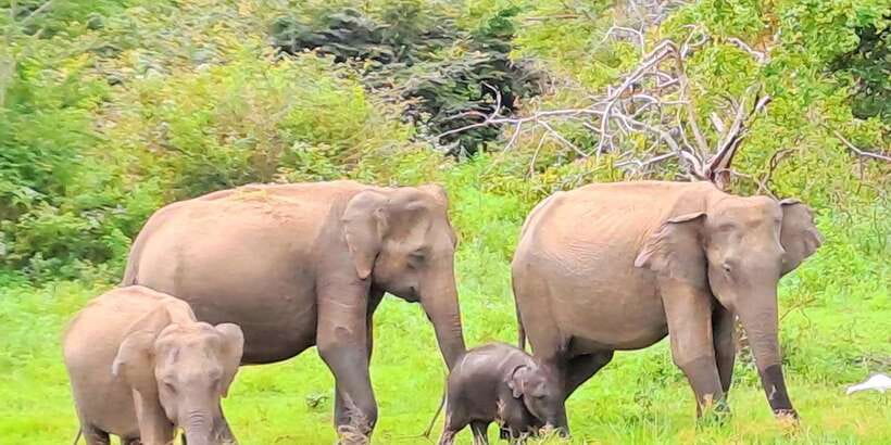 Udawalawe National Park Safari Tour - Key highlights you can plan around