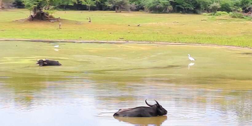 Udawalawe National Park Safari Tour - Price and value: is $110 per person fair?
